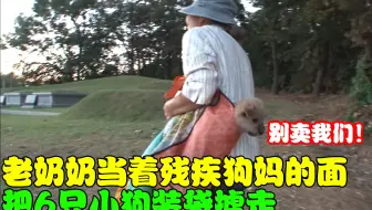 老人当着残疾狗妈的面，把6只小狗装袋掳走，跟踪发现事情不简单