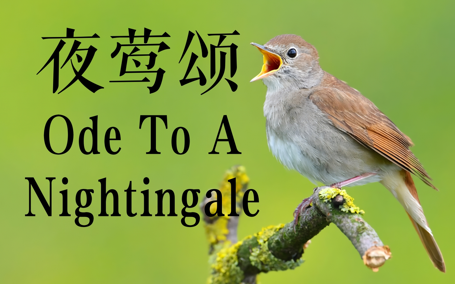 [图]英音朗诵 | 夜莺颂（Ode to A Nightingale）