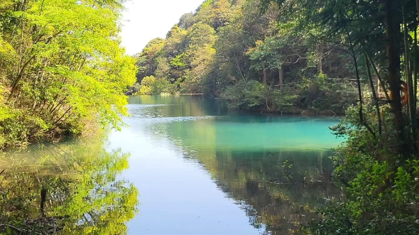 墨绿浅绿嫩绿翠绿淡绿粉绿的春天