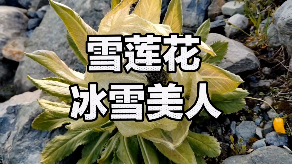 [图]植物百科雪莲花：冰山上的冰雪美人