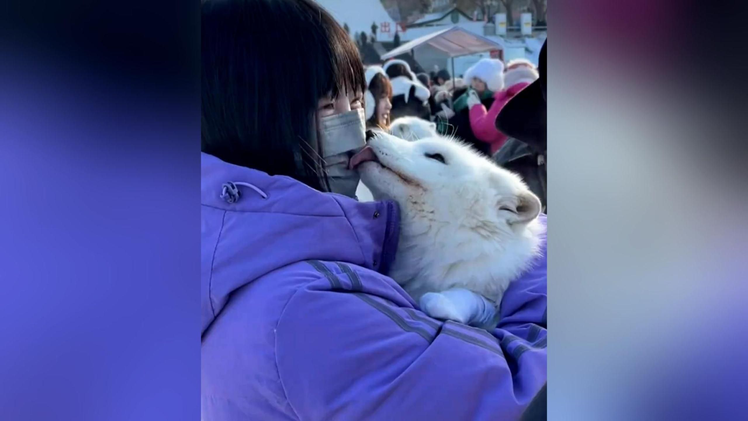 白狐埋女生怀里非要贴贴,伸舌头不停舔脸拉都拉不开,都亲害羞了哔哩哔哩bilibili