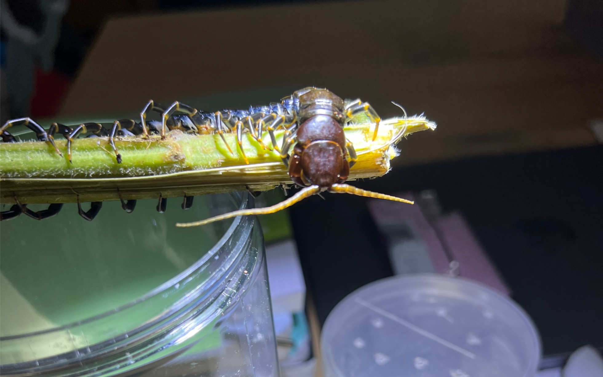 海南蜈蚣(黑间脚色系)捕猎