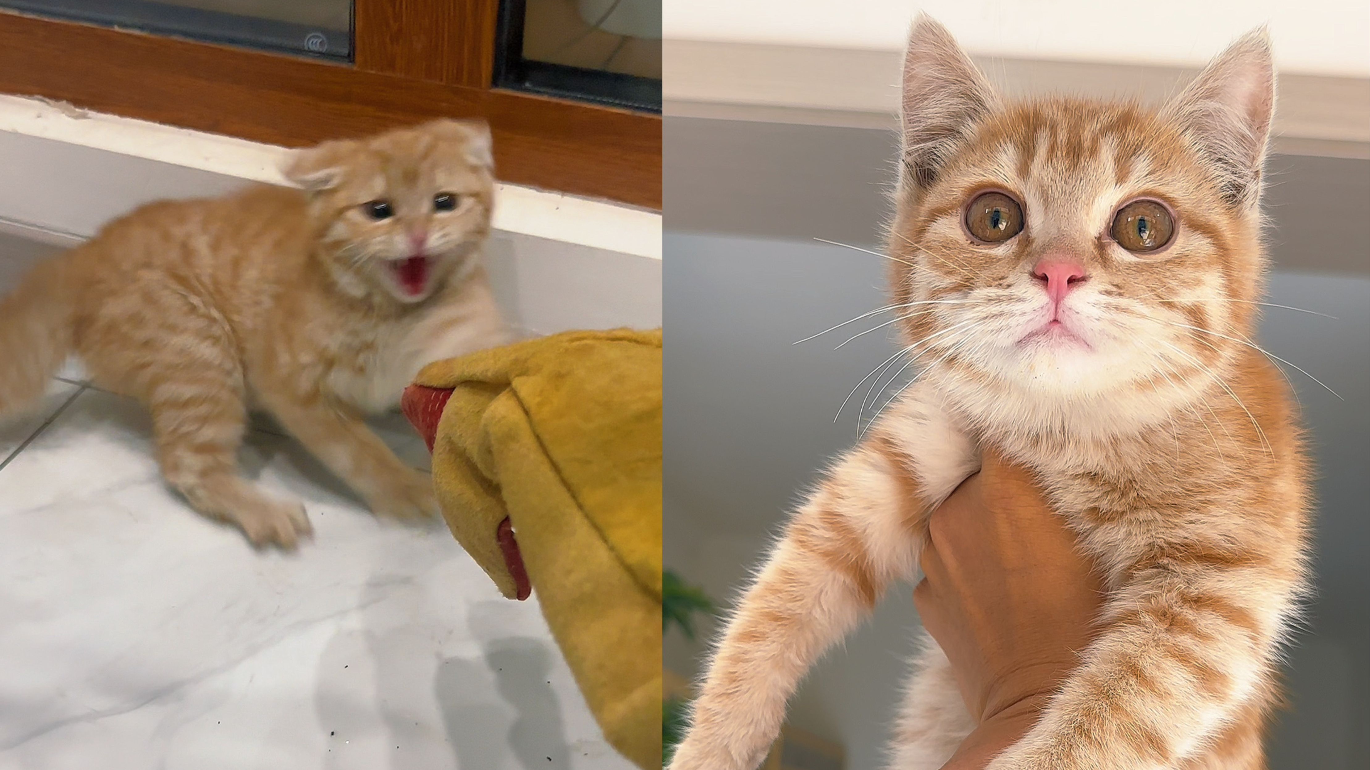 且看我，4天驯化一只猫！