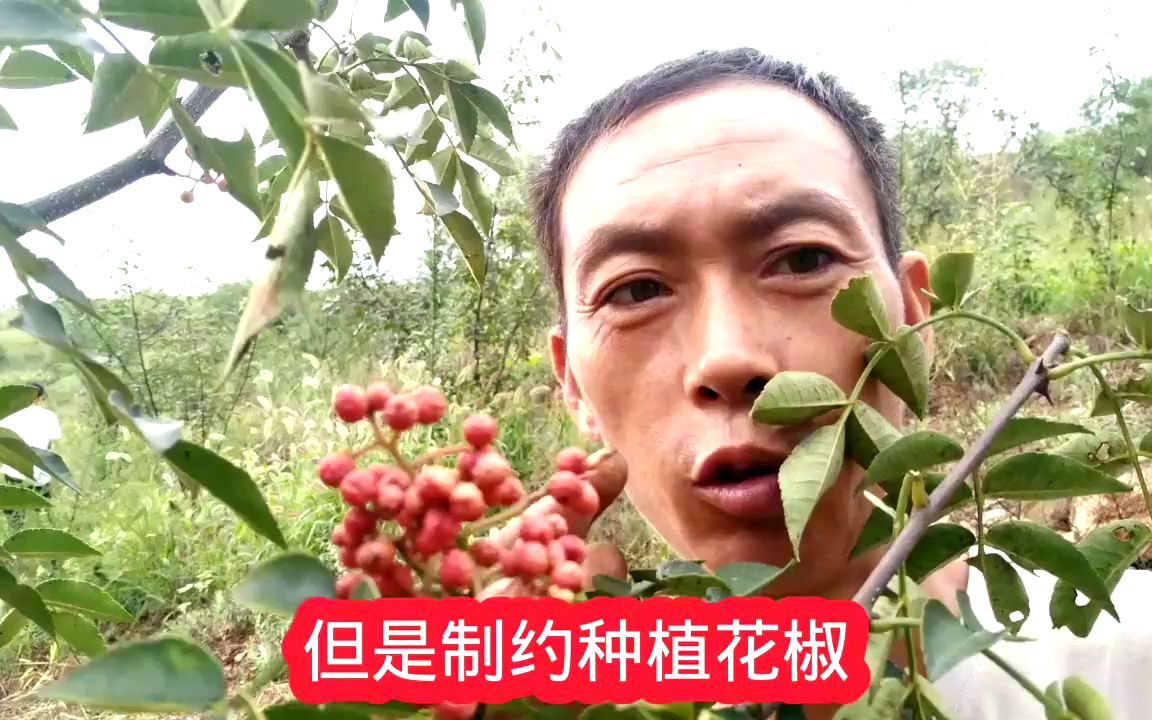 种植花椒想赚到钱,必须避开三大坑哔哩哔哩bilibili