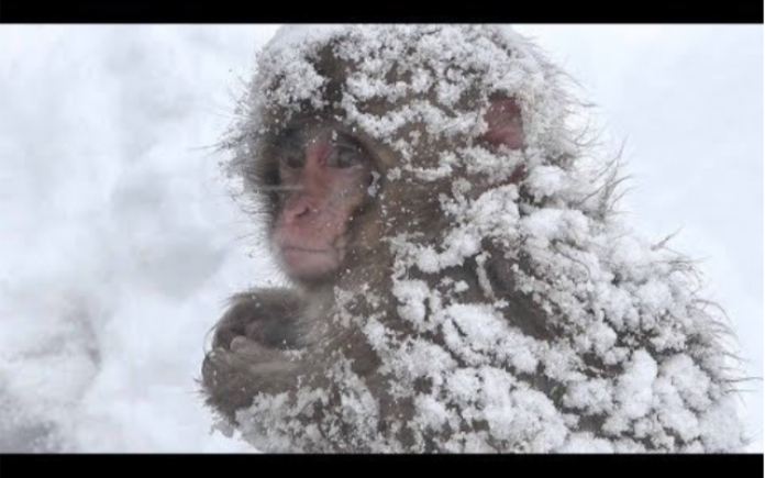 【雪猴】☆这是“雪猴”☆日本猕猴/地狱谷雪猴公园哔哩哔哩bilibili