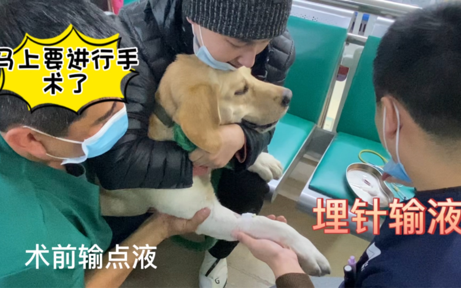 拉布拉多犬乐乐马上就要进行手术了,先埋针输液哔哩哔哩bilibili