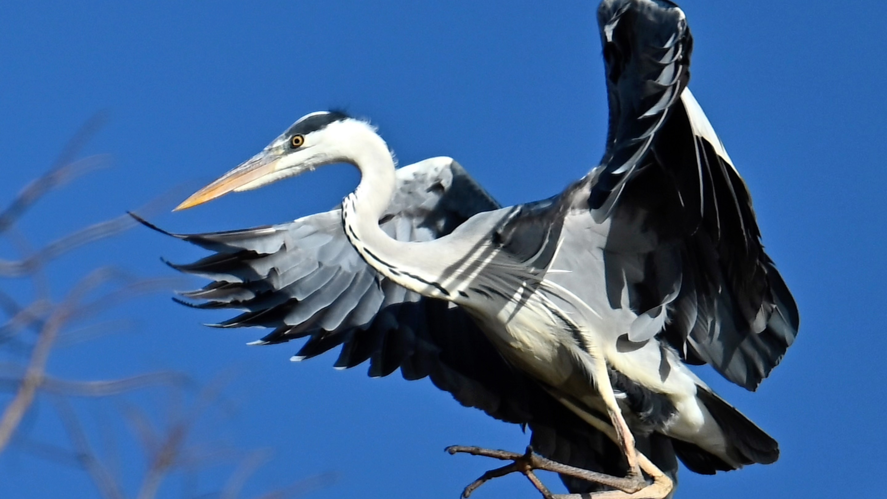 蓝天下的苍鹭(20240108)