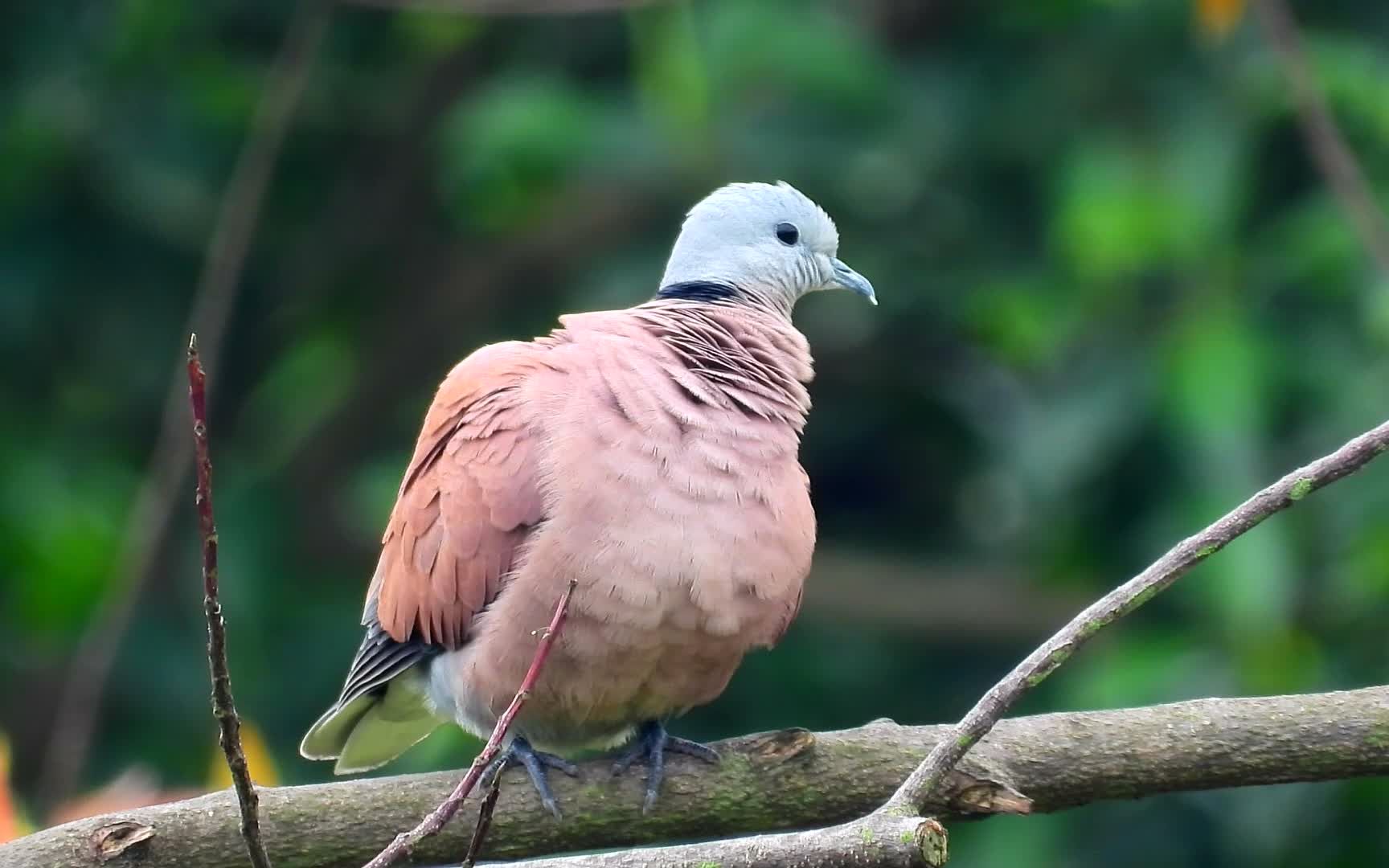 好漂亮的火斑鸠公鸟附近的乌鸫叫声很好听