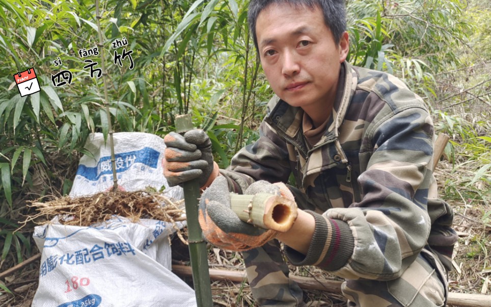 方形的竹子你见过吗?今天帮粉丝挖种苗,选这种的四方竹苗成活率很高!哔哩哔哩bilibili