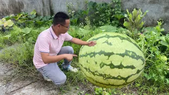 Скачать видео: 杂草堆里发现一个野生西瓜，抱回家切开一看，这西瓜惊喜了