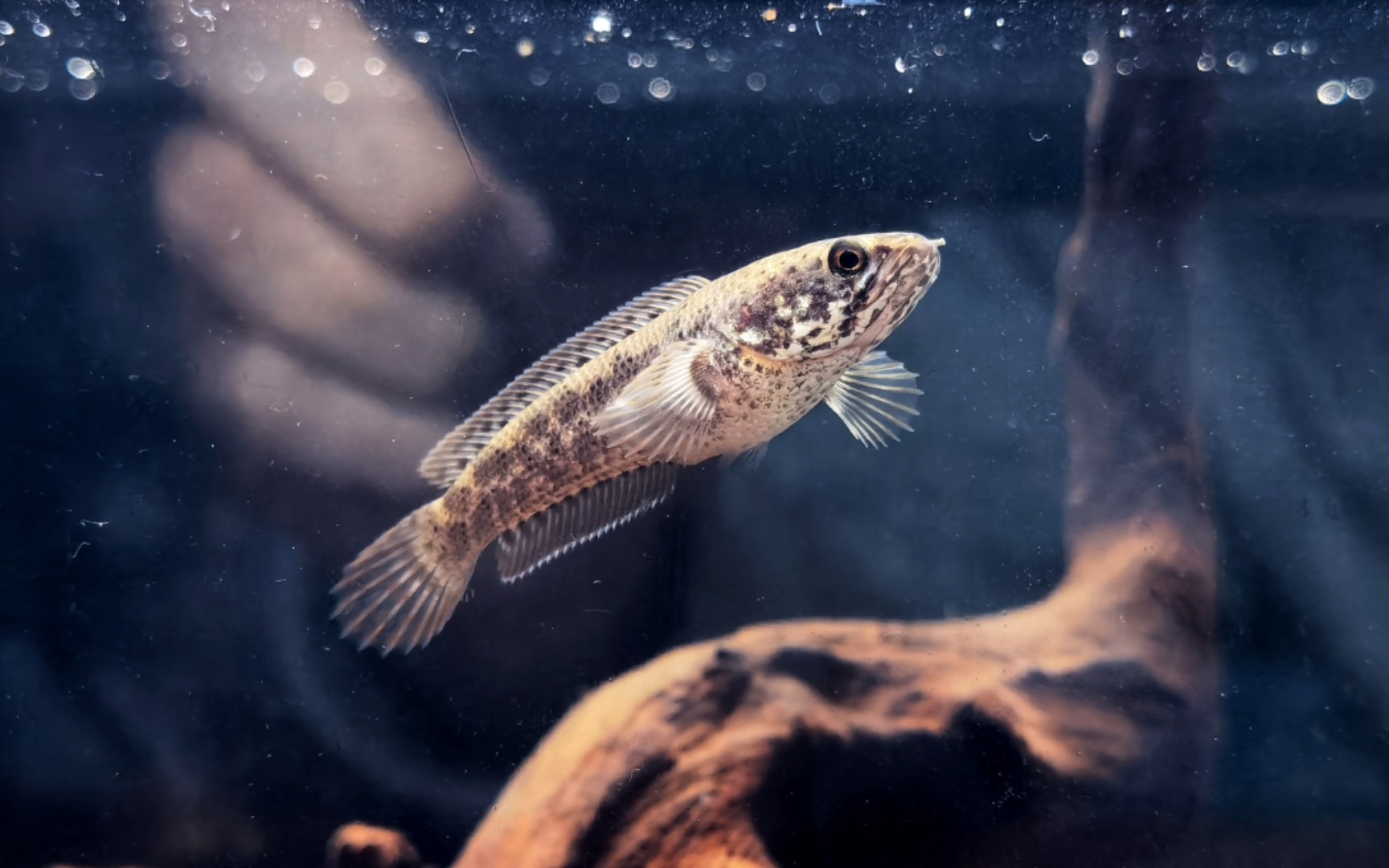 活动作品浅喂点杜比亚给钴蓝雷龙苗尝尝