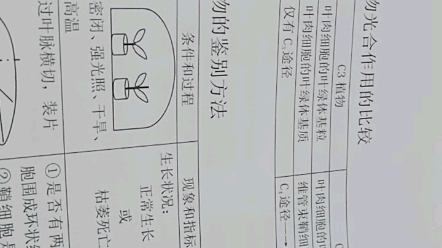 C3植物和C4植物的光合作用比较.哔哩哔哩bilibili