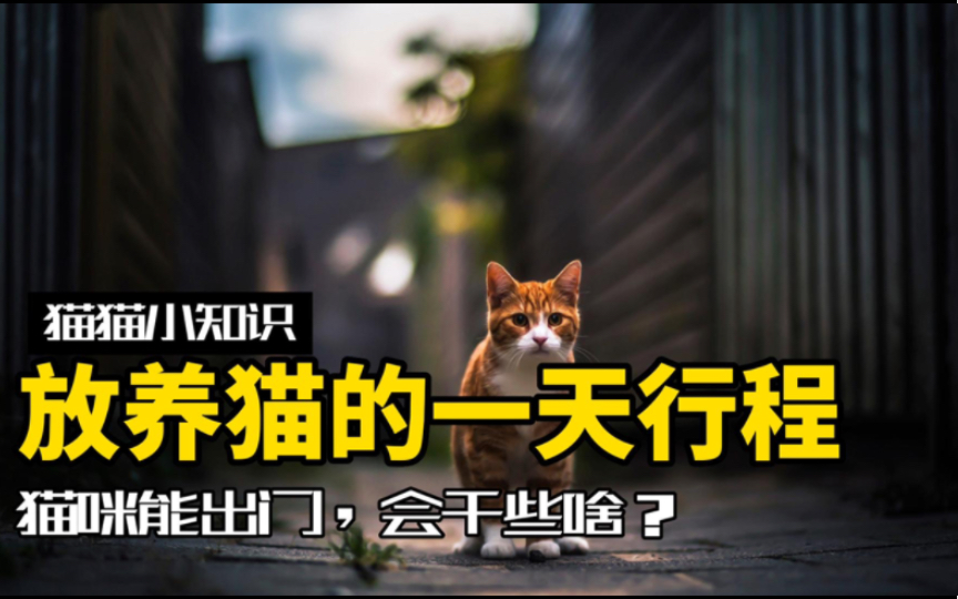 放养猫的一天是怎么过的?猫猫之间竟有这种交易哔哩哔哩bilibili