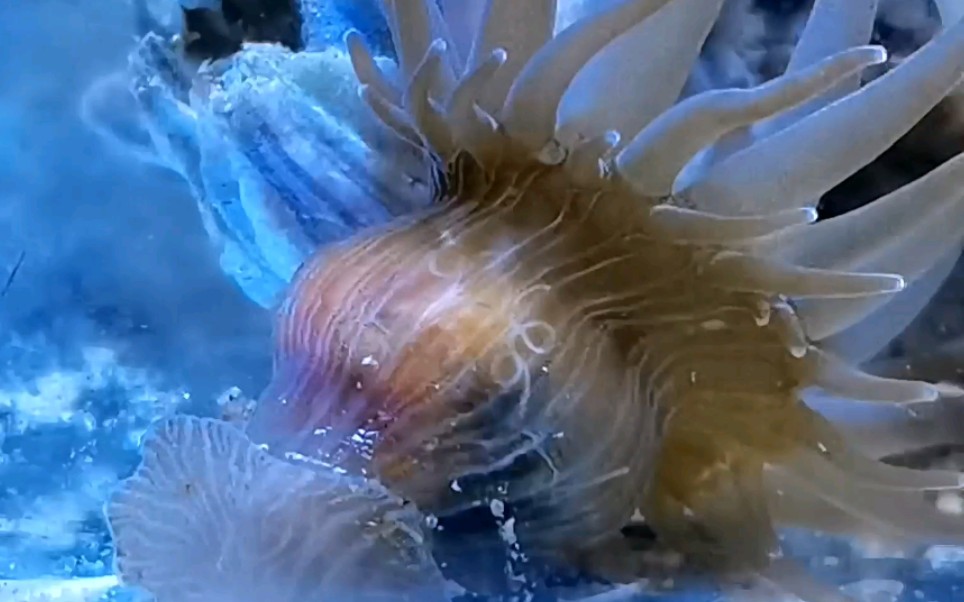 鬼手海葵消化食物(延时摄影)_哔哩哔哩_bilibili