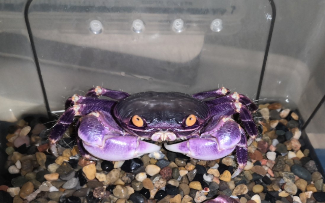 格雷陆方蟹捕食杜比亚蟑螂