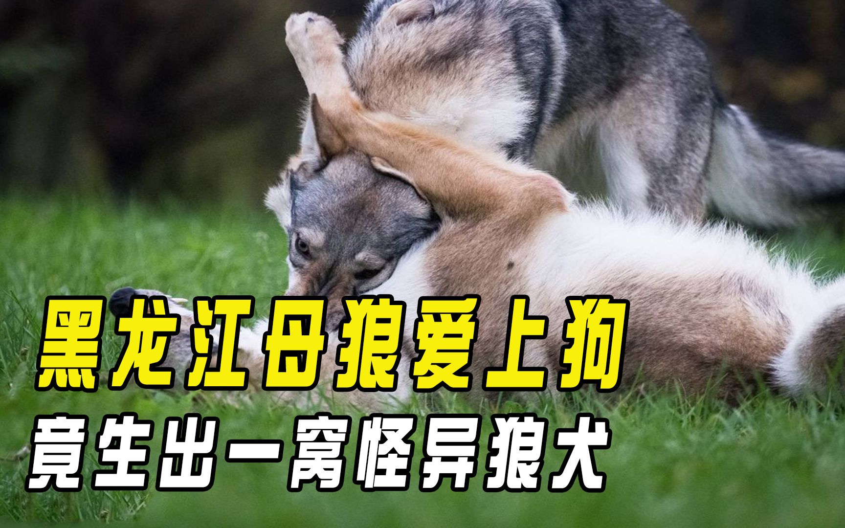 黑龙江母狼爱上狗,竟生出一窝怪异狼犬,狼和狗真能杂交出狼狗吗哔哩哔哩bilibili