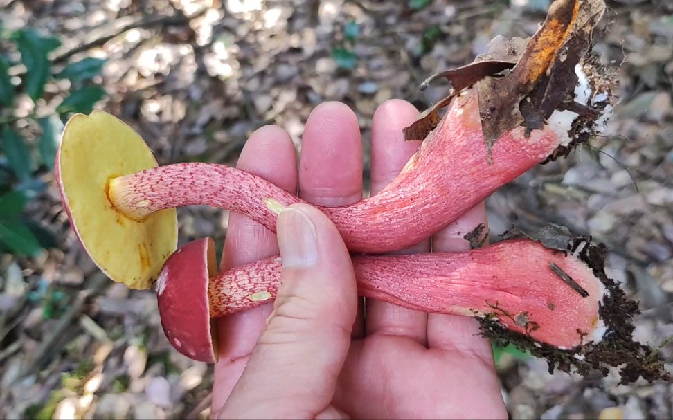 求教:这个红伞伞和黑伞伞是什么菇?能不能吃?今天山上找到的,哔哩哔哩bilibili