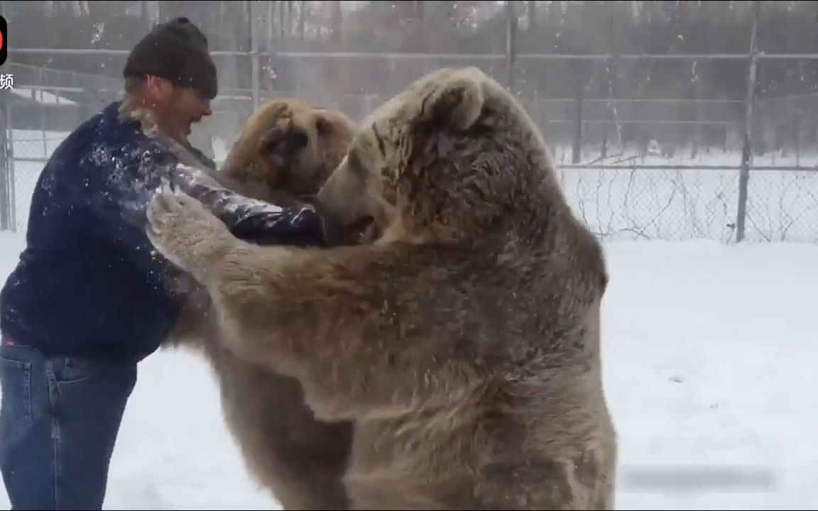 俄罗斯人暴打棕熊图片