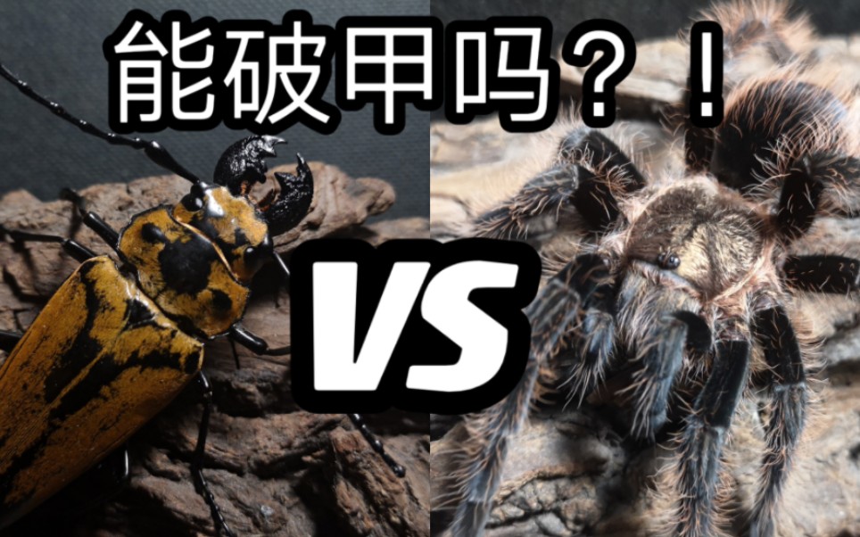 捕鸟蛛vs三栉牛!昆虫军vs毒虫军61new 第四集