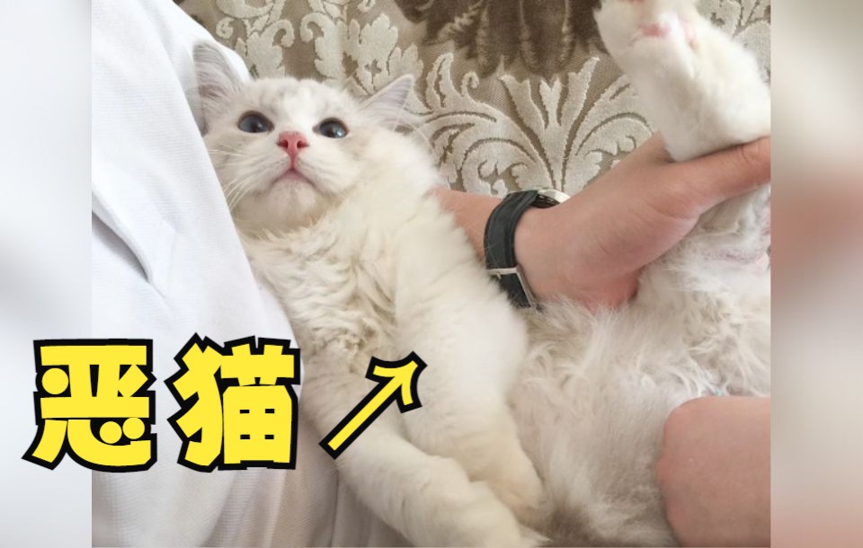 和猫猫睡觉的一晚⑨哔哩哔哩bilibili