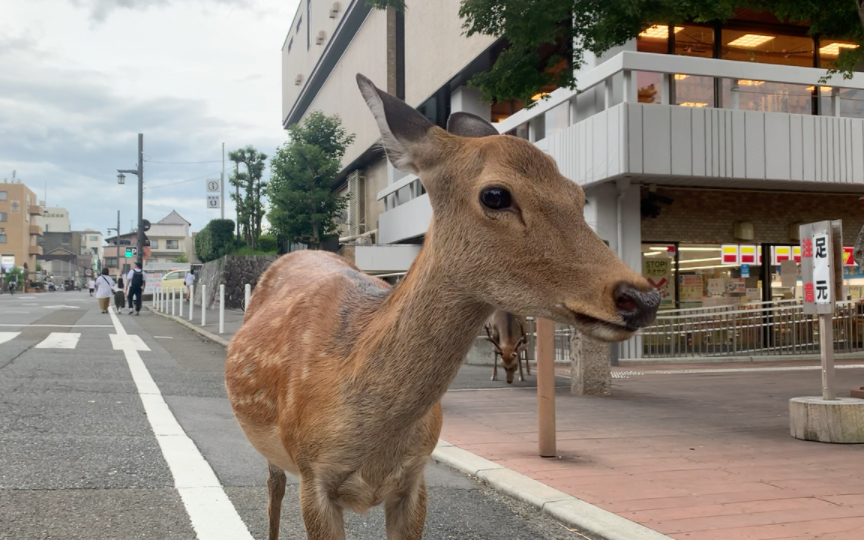 今日拍鹿因踩到鹿屎而告終