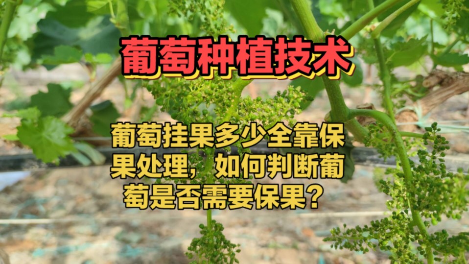 记住这4点,葡萄挂果操作不求人