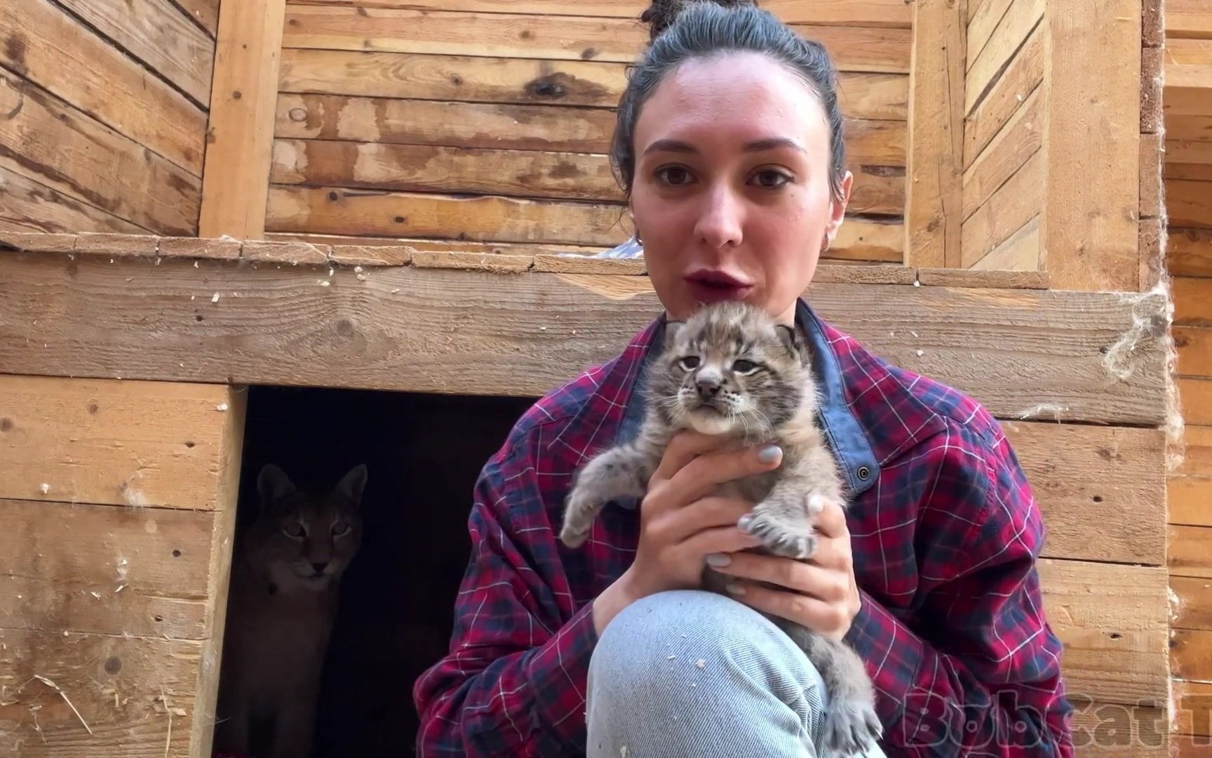 【猞猁姐姐】20220707更新--小猞猁的一天(5:24 美洲狮布姆小时候的