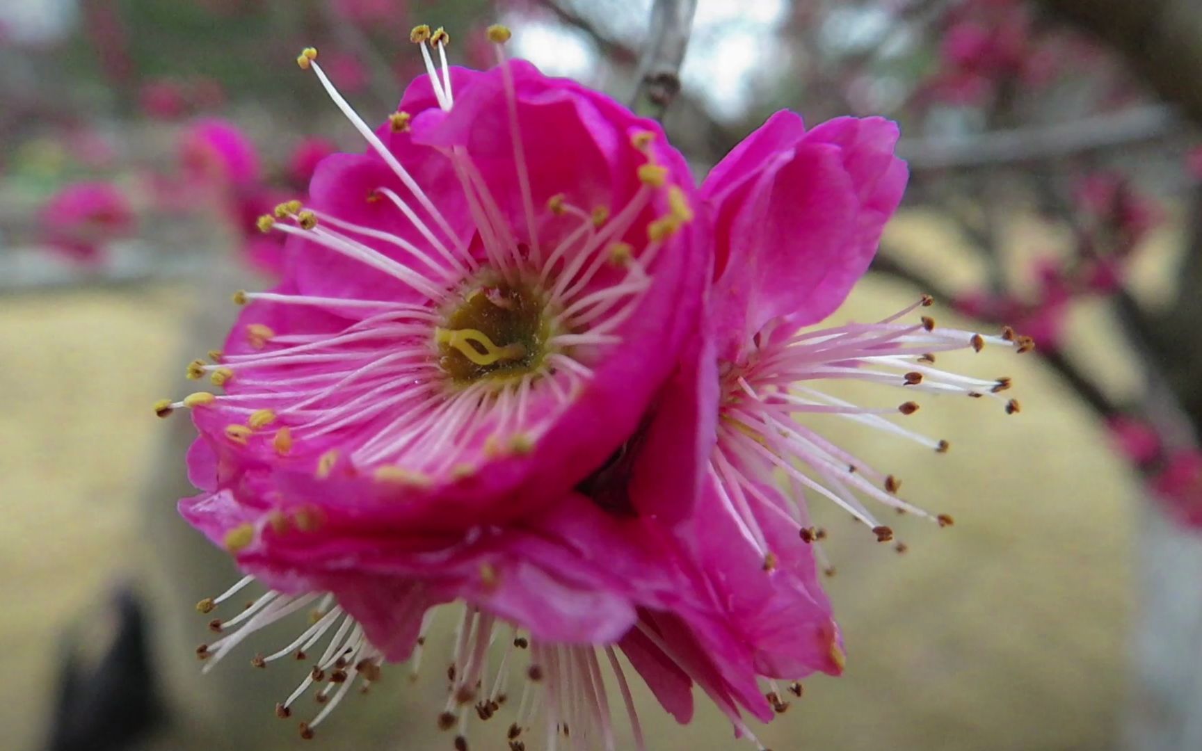 [图]2月11日陈瑞——我是一朵梅花