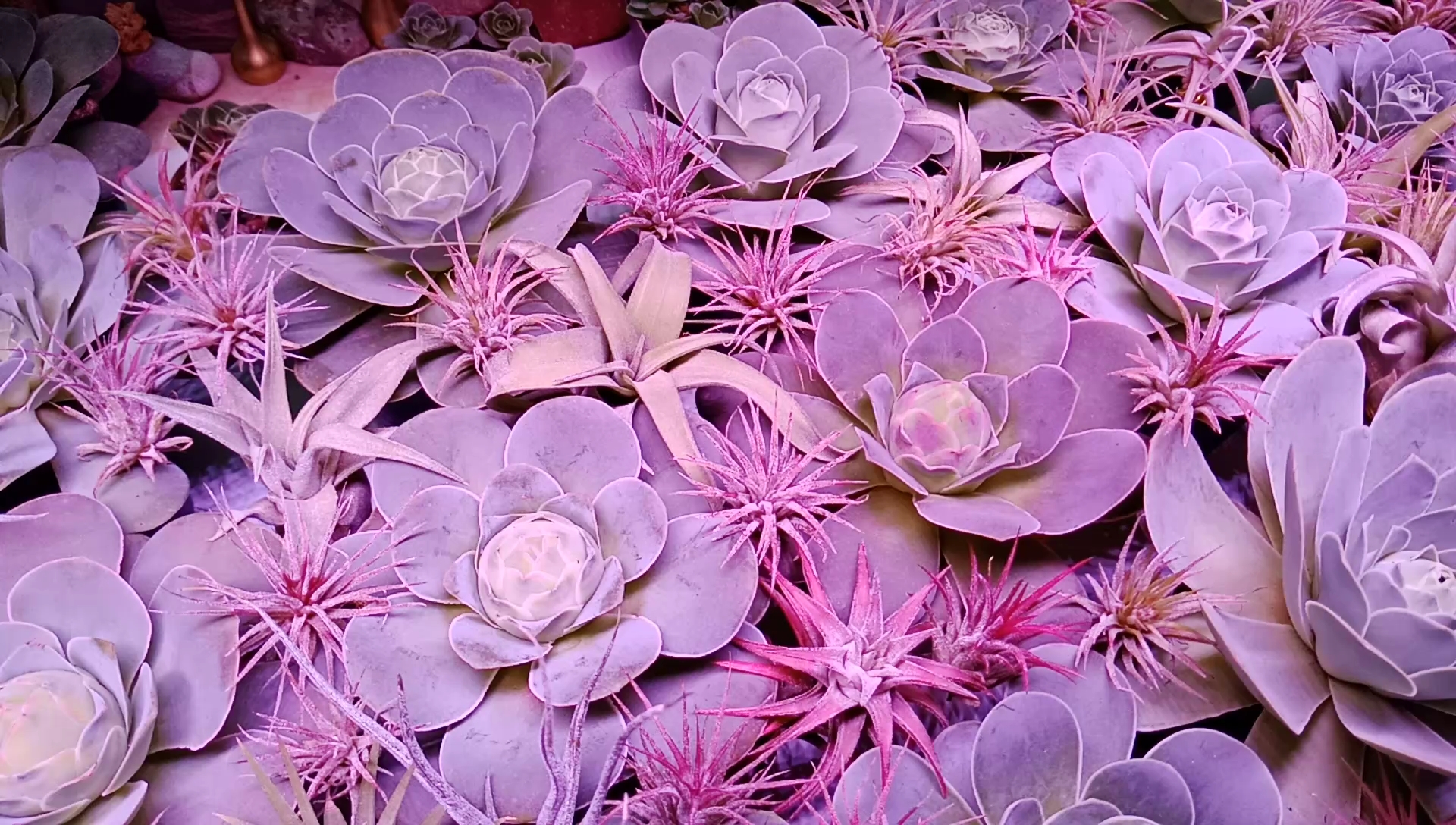 1.5元两棵的空气凤梨上色了!