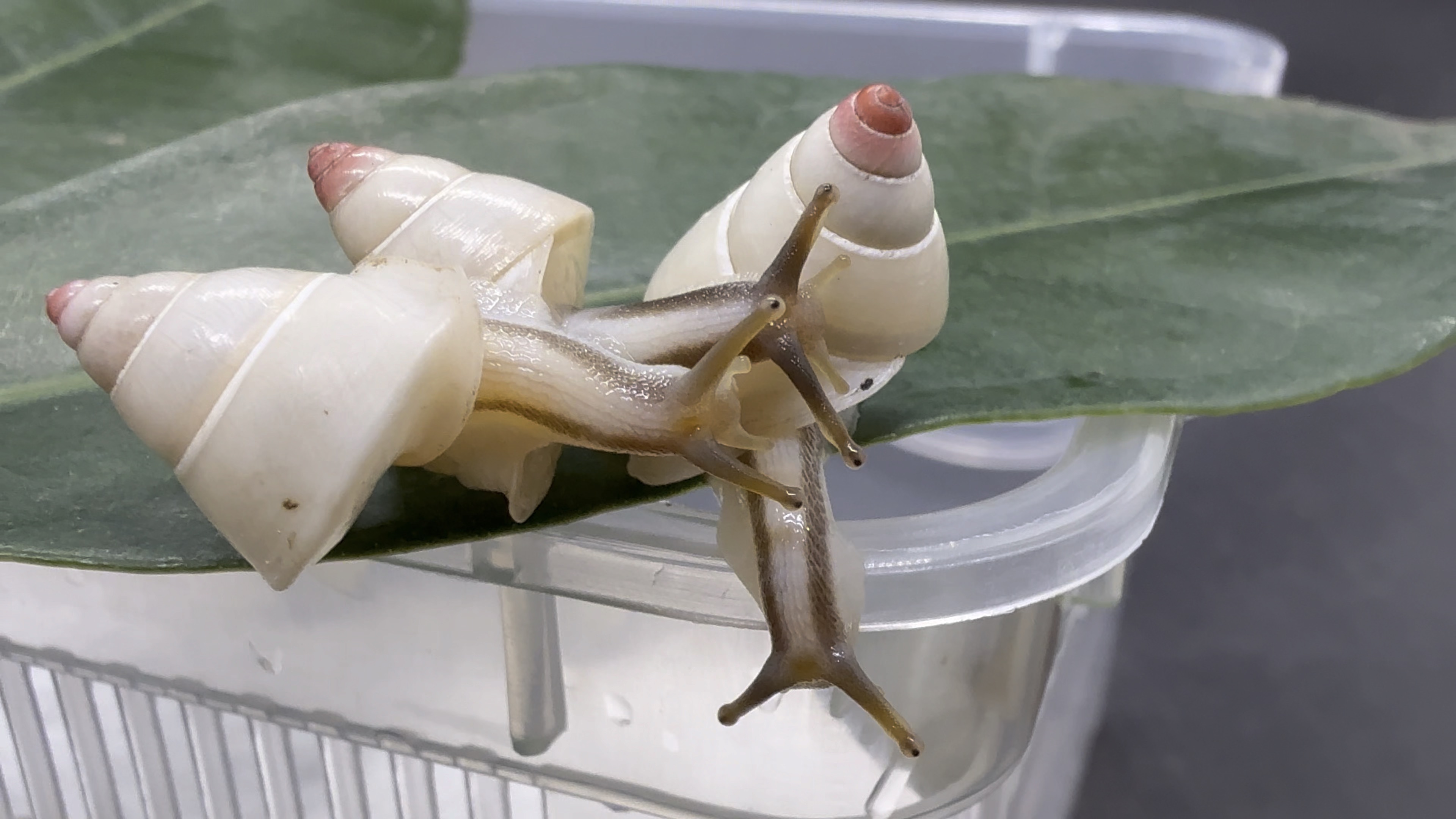 乔姆伪帕图螺 pseudopartula jomi 越南蜗牛