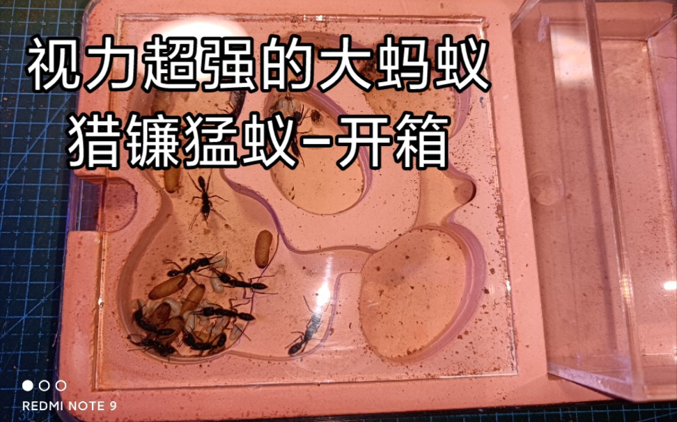蚁友送的猎镰猛蚁开箱视频可以互动的大型蚁up主第一次白嫖吼激动嘿嘿