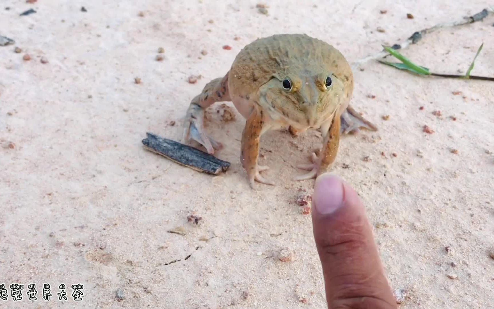 挑逗一只野生牛蛙会有什么样的后果..........哔哩哔哩bilibili