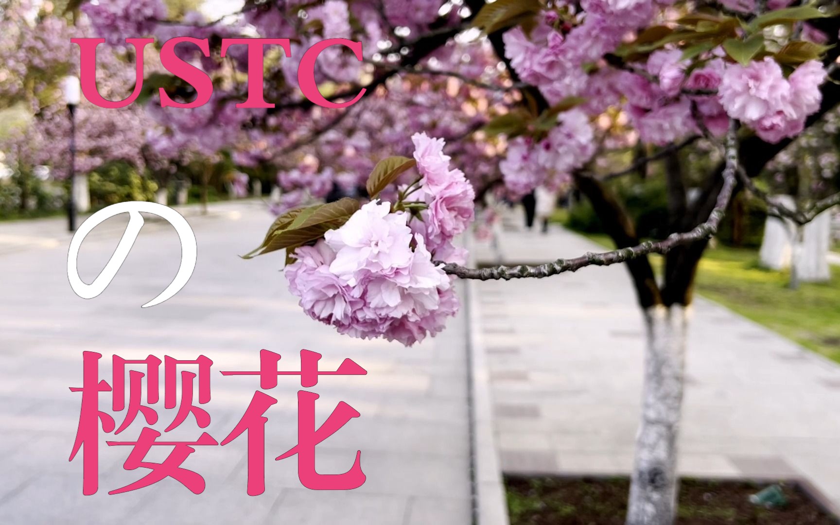 USTC|关于樱花的vlog|与女朋友的科大漫游哔哩哔哩bilibili