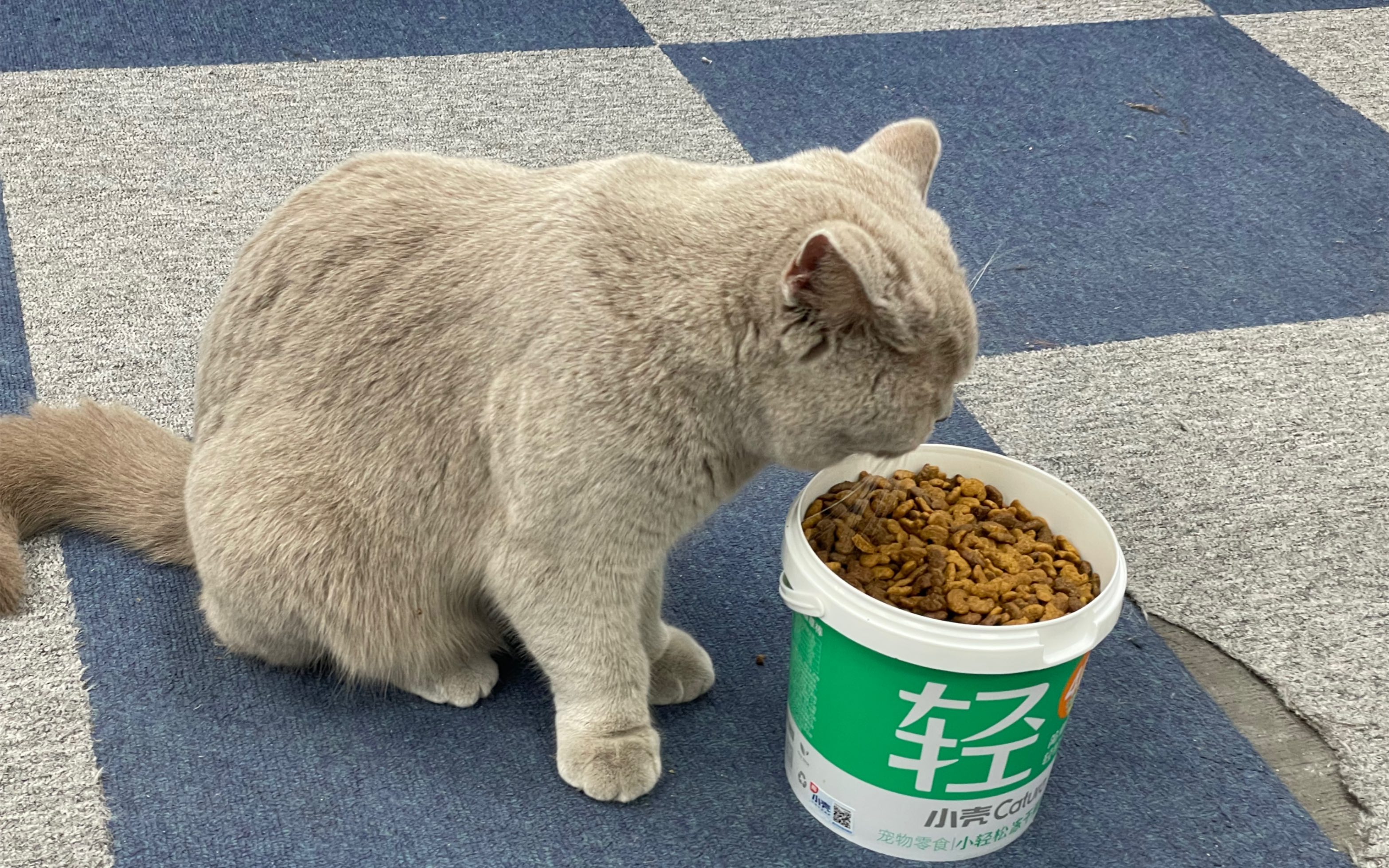 活动作品像小猫咪一样干饭吧