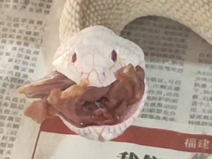 【牛蛇】这是一个狼吞虎咽的干饭视频!