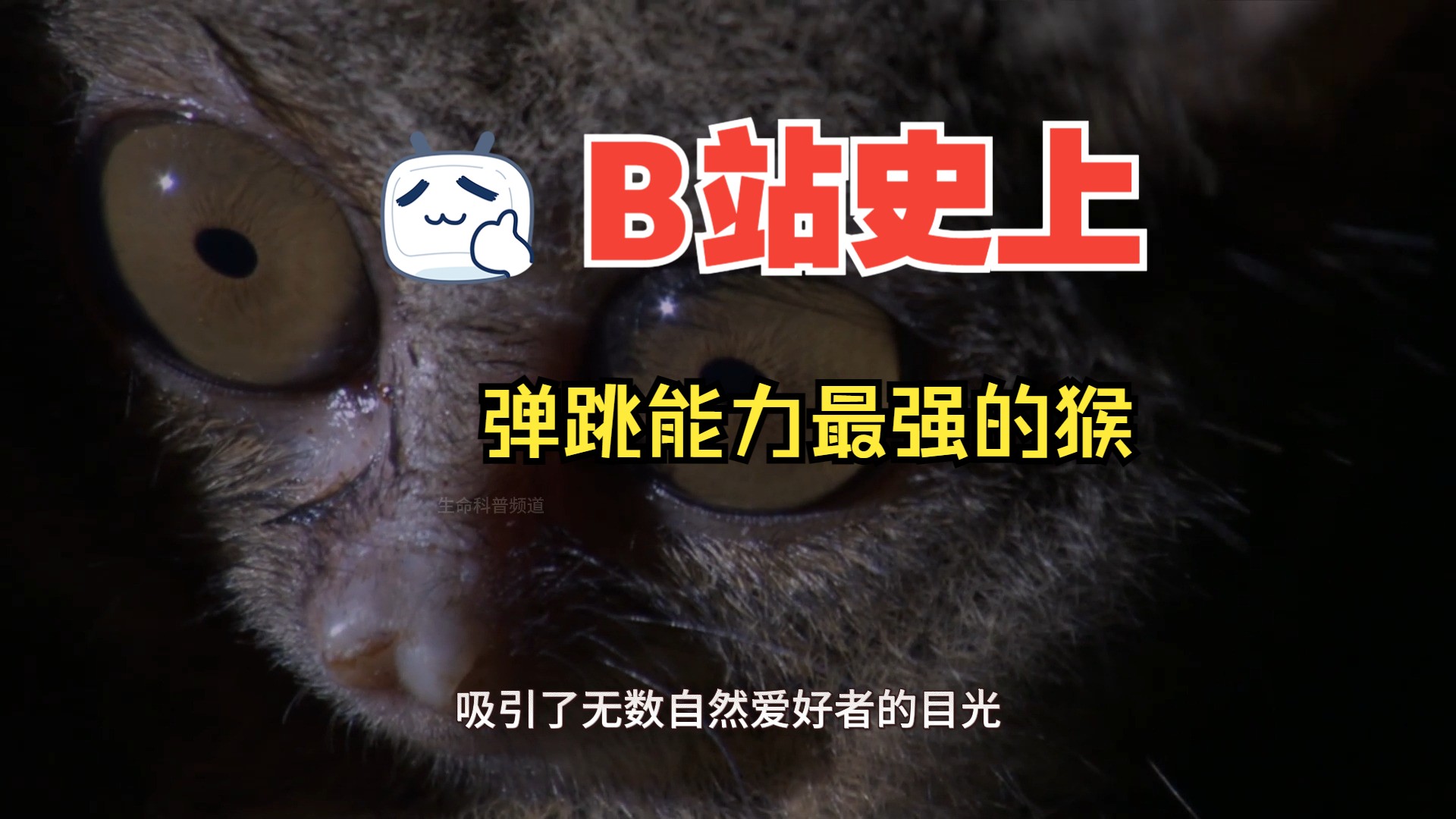 眼镜猴哔哩哔哩bilibili