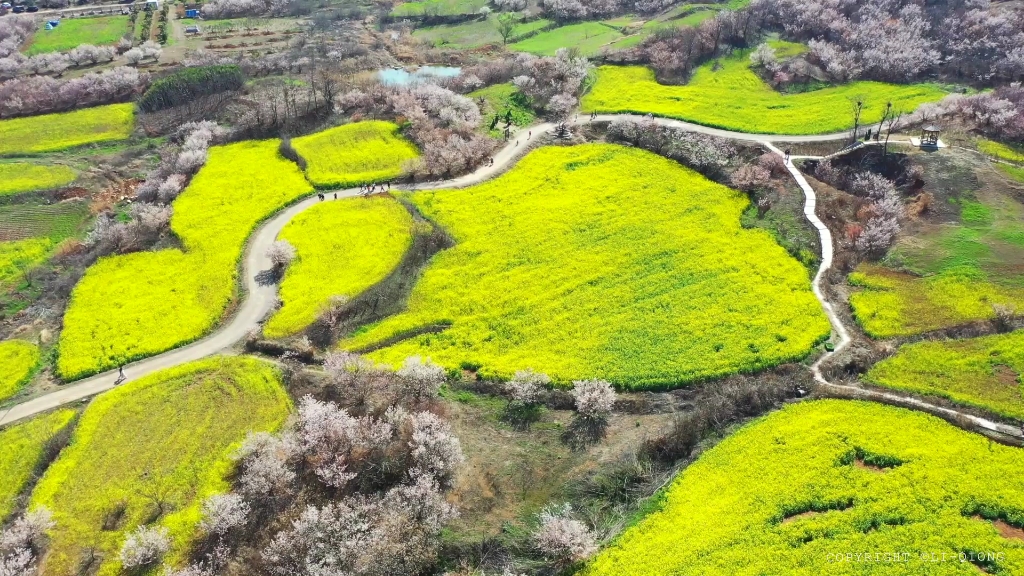 [图]这里被誉为“徐州小林芝”，油菜花、樱桃花，竞相开放，争奇斗艳。