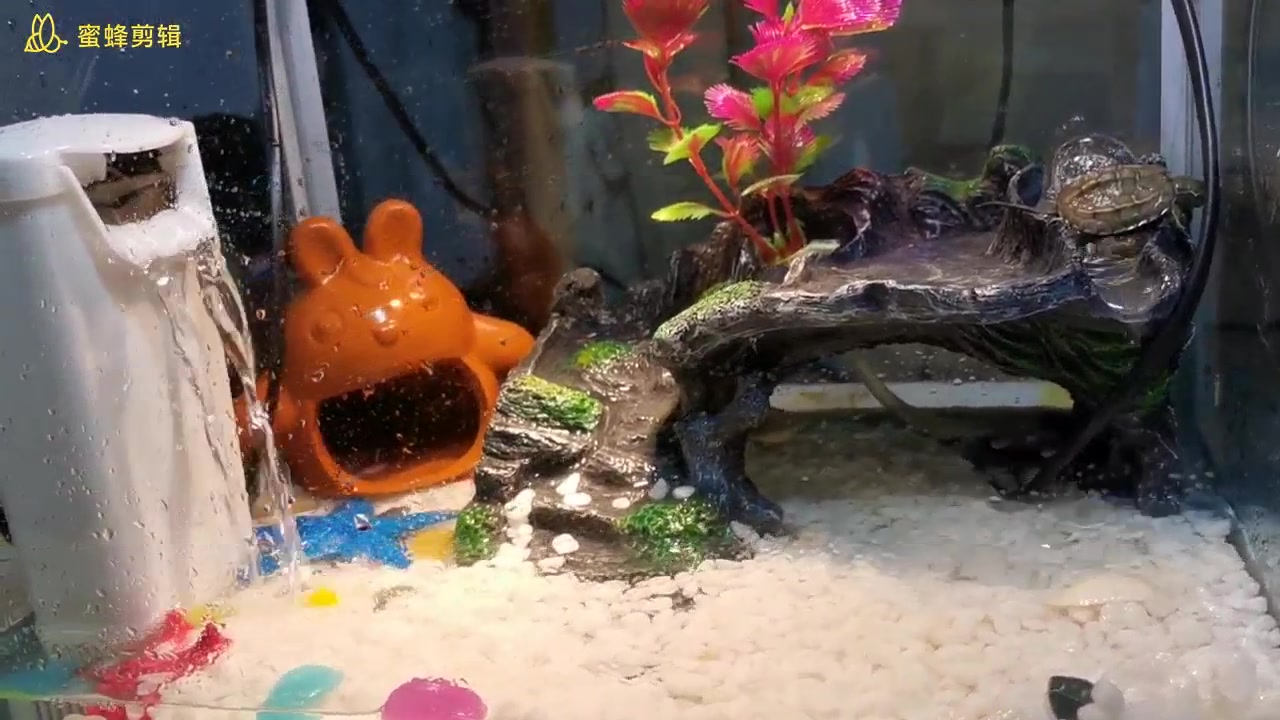 小乌龟的豪华别墅,青梅竹马要从小培养呢