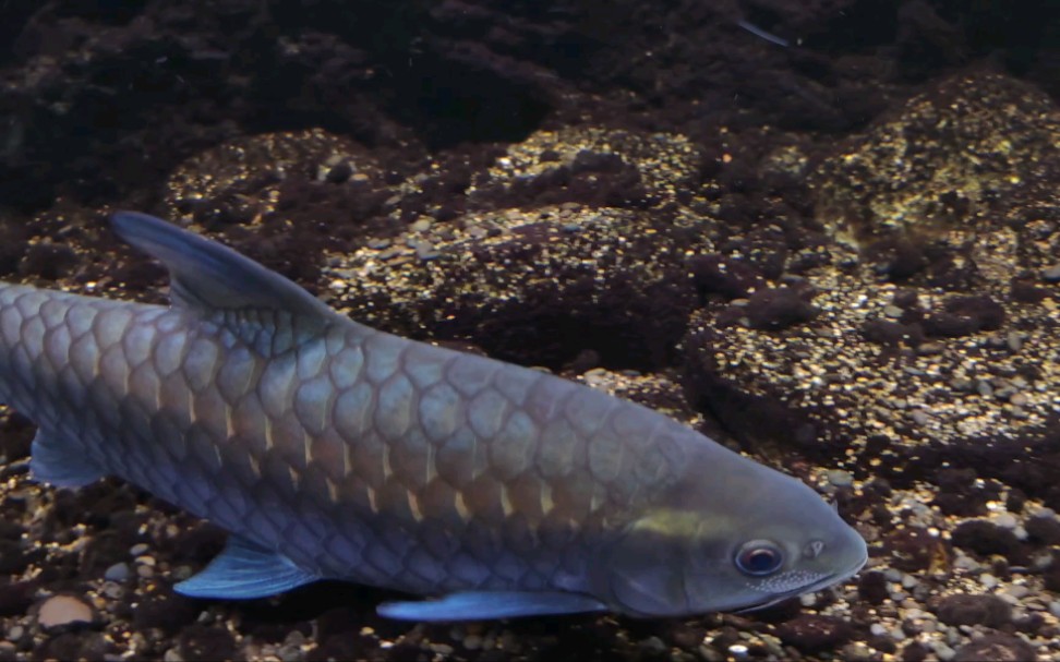 状态不错的吉罗