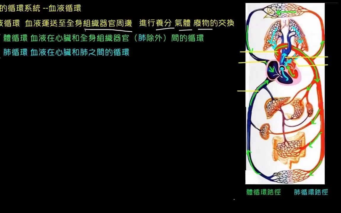 人体的循环系统血液循环哔哩哔哩bilibili