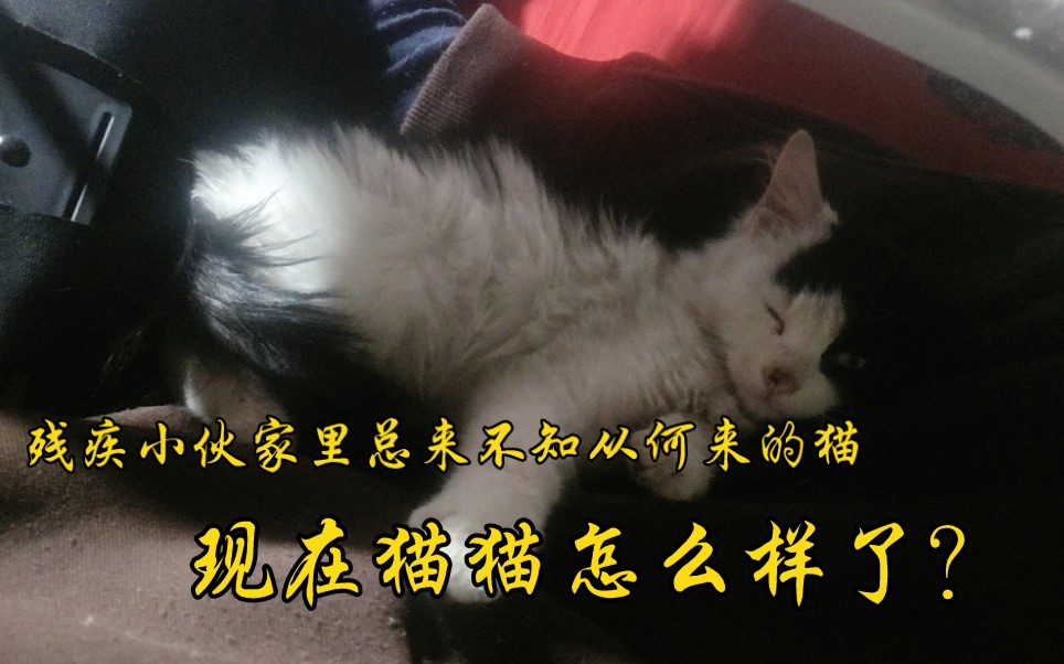 小伙家里总来一只不知道谁家来的小猫,现在猫猫怎么样了?哔哩哔哩bilibili