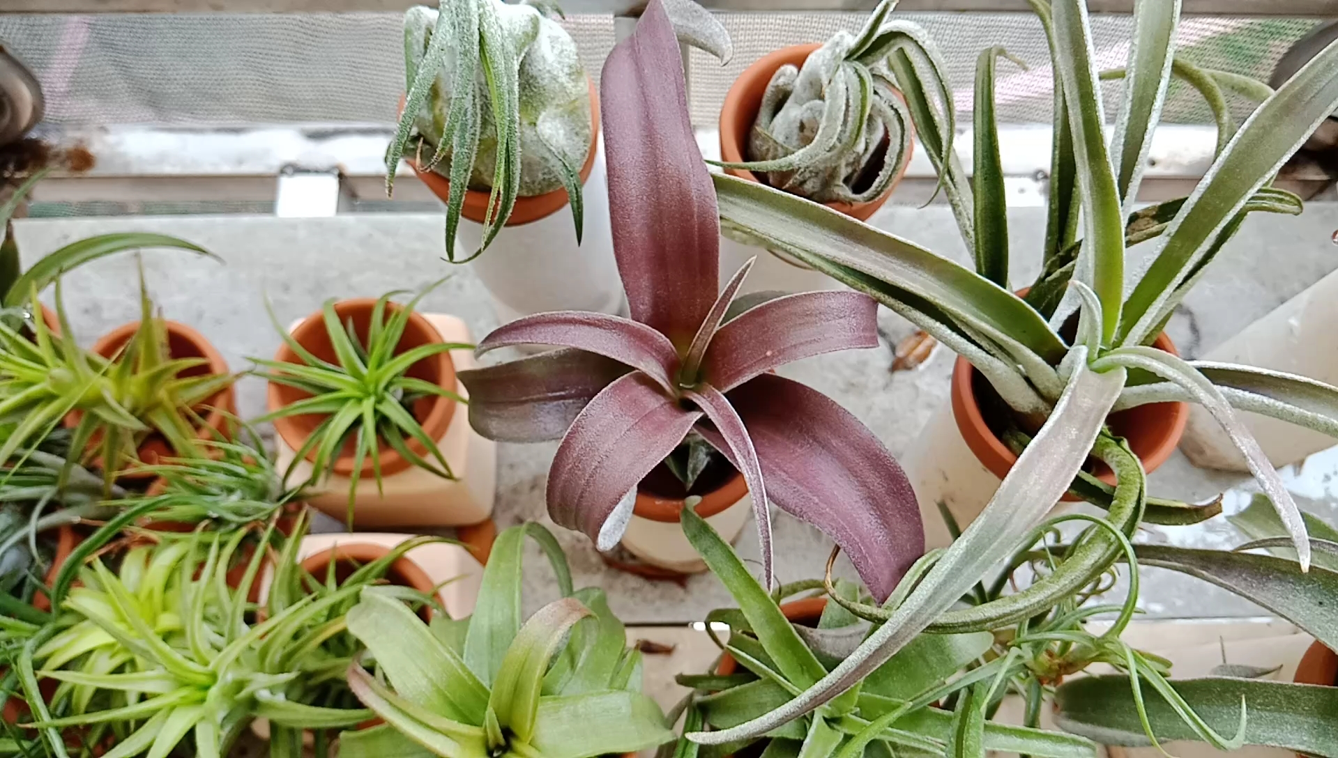 空气凤梨re:36度高温下唯一极致发色的品种!热带巨香!