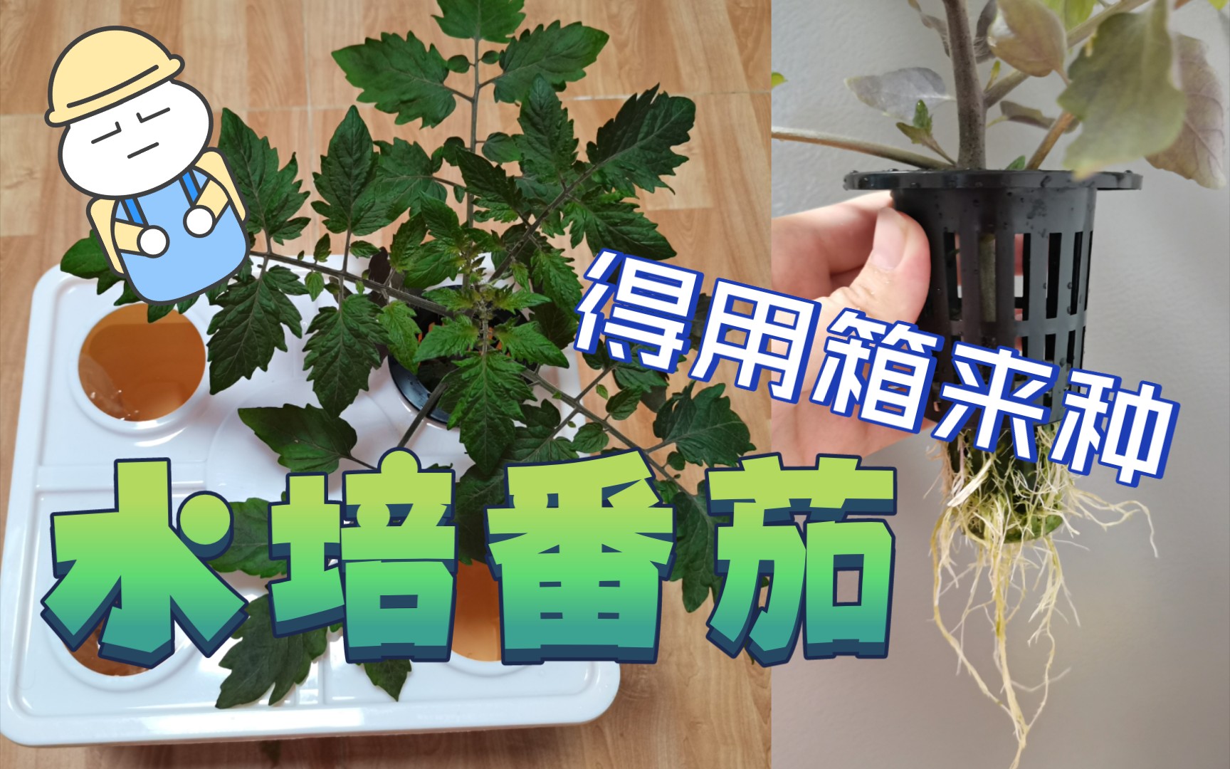 荸荠水培图片