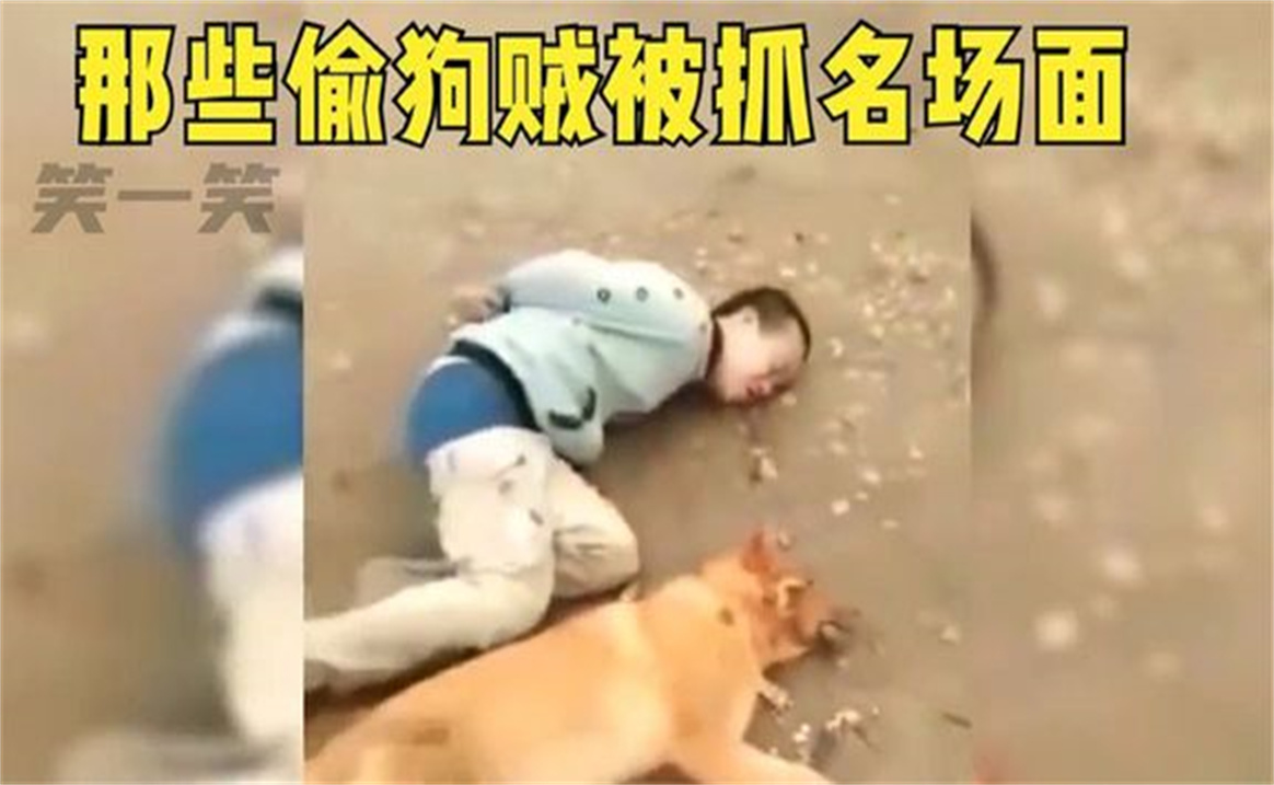 盘点偷狗贼被抓名场面偷狗不成反被抓,下场实在太解气了哔哩哔哩bilibili