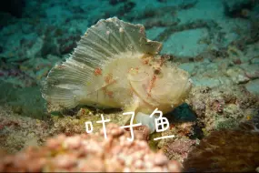 鱼类识别之：Scorpion leaf fish·叶子鱼