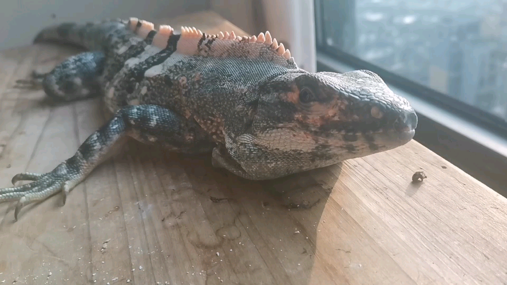 【中美刺尾鬣蜥】晒太阳