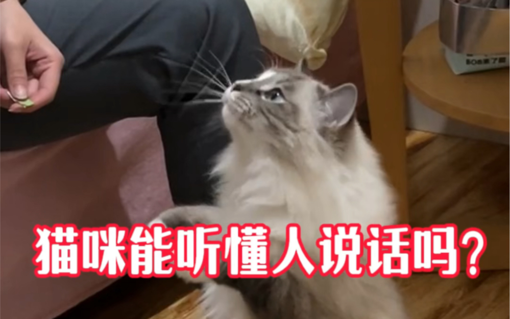 猫咪能听懂人说话吗?哔哩哔哩bilibili