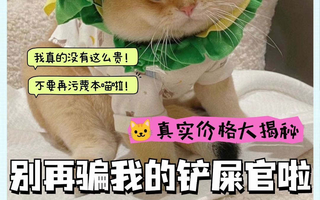 猫咪真实价格大揭秘!哔哩哔哩bilibili