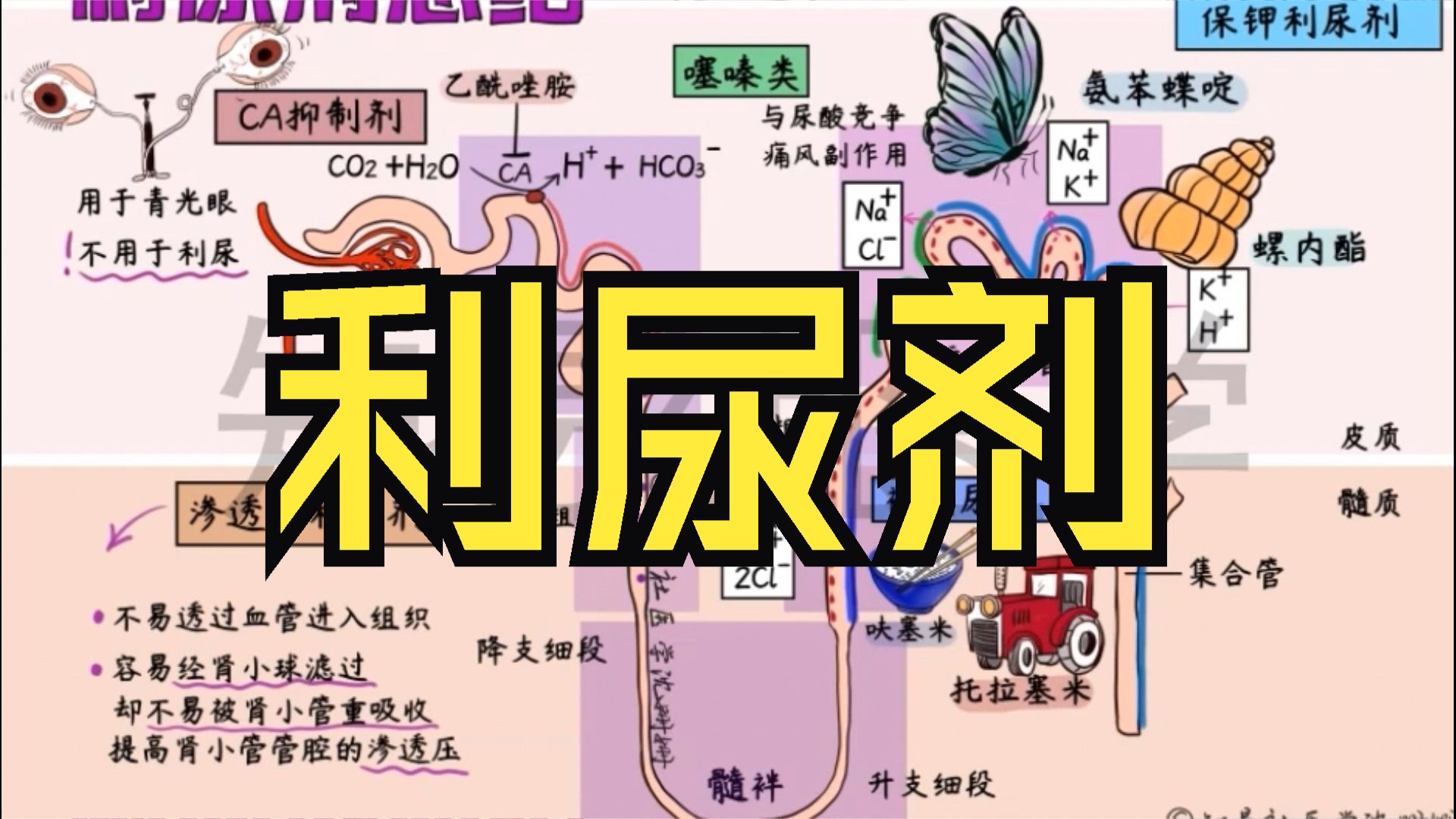 医学手绘精讲 | 利尿剂总结哔哩哔哩bilibili