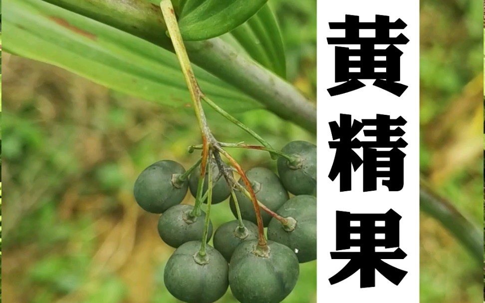 黄精果实和种子长啥样?